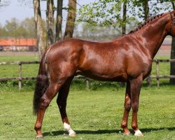 jumper Jan (KWPN (Royal Dutch Sporthorse), 2014, from Zapatero VDL)