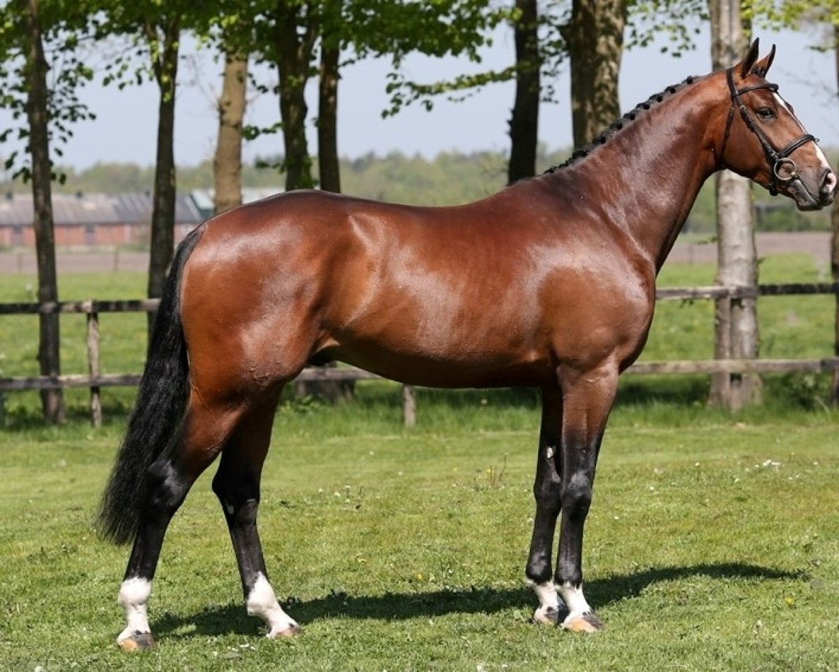 Deckhengst Johnnie Walker (KWPN (Niederländisches Warmblut), 2014, von Zapatero VDL)