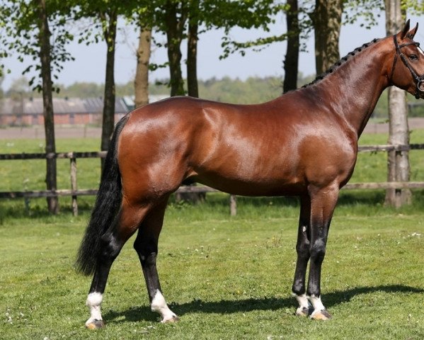 stallion Johnnie Walker (Royal Warmblood Studbook of the Netherlands (KWPN), 2014, from Zapatero VDL)