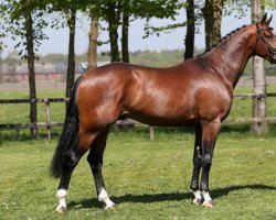 Deckhengst Johnnie Walker (KWPN (Niederländisches Warmblut), 2014, von Zapatero VDL)