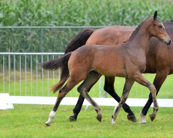 Springpferd Jolinde DN (KWPN (Niederländisches Warmblut), 2014, von Zapatero VDL)