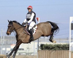 jumper Juniperus (KWPN (Royal Dutch Sporthorse), 2014, from Zapatero VDL)