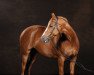 dressage horse Fast Fancy (Hanoverian, 2002, from Fast Eddy xx)