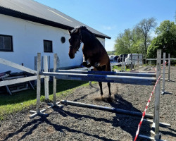 jumper Phileas Fogg Z (Zangersheide riding horse, 2016, from Prince van de Wolfsakker)