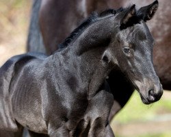 Pferd Donaulilie (Trakehner, 2023, von Olymp 60)