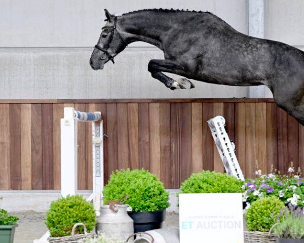 jumper Orlando (KWPN (Royal Dutch Sporthorse), 2019, from Baltic VDL)