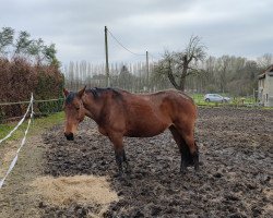 dressage horse Pandora 270 (Westphalian, 2006, from Pilaro)