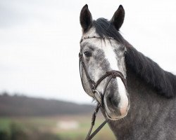 jumper Chac Norris (Oldenburg show jumper, 2018, from Chacoon Blue)