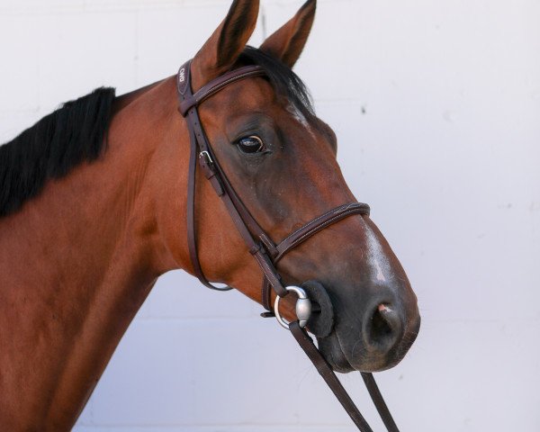 jumper A Capella R (German Warmblood, 2011, from A Lee Spring Power)