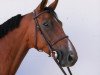 jumper A Capella R (German Sport Horse, 2011, from A Lee Spring Power)