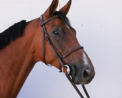 jumper A Capella R (German Sport Horse, 2011, from A Lee Spring Power)