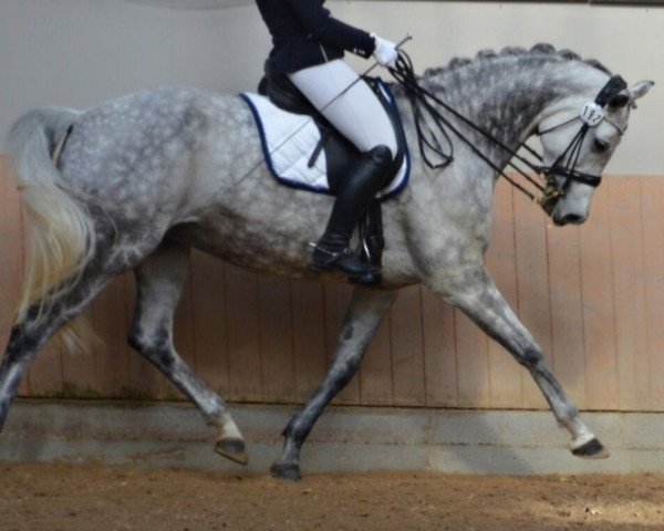 dressage horse La Vita 38 (Rhinelander, 2014, from Levisonn 208 FIN)
