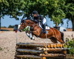 jumper Guess 5 (Hanoverian, 2007, from Graf Top)