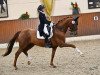 dressage horse Sunshine 621 (Westphalian, 2011, from Sunday)