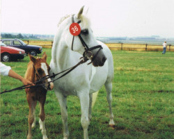 Zuchtstute Karola (Deutsches Reitpony, 1980, von Kasimir I)