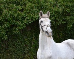 broodmare Freida (Oldenburg, 1997, from Amsterdam)