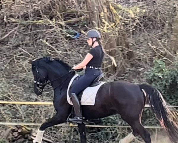 dressage horse Ferrero Kiss (German Sport Horse, 2016, from Feriado)