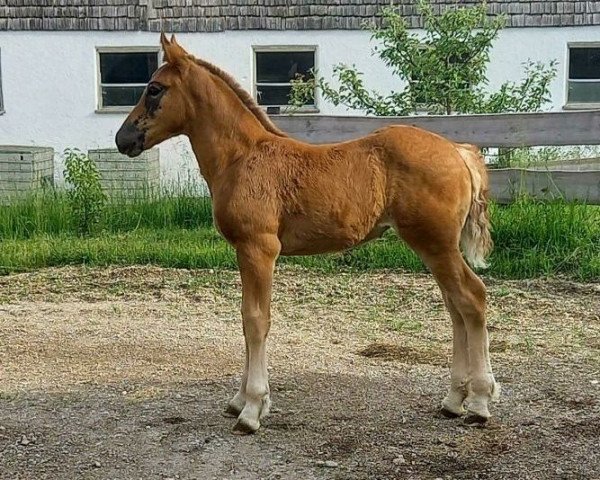 Pferd Vicky (Süddeutsches Kaltblut, 2021)