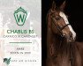 broodmare Chablis Bs (Westphalian, 2009, from Carrico)