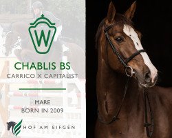 broodmare Chablis Bs (Westphalian, 2009, from Carrico)