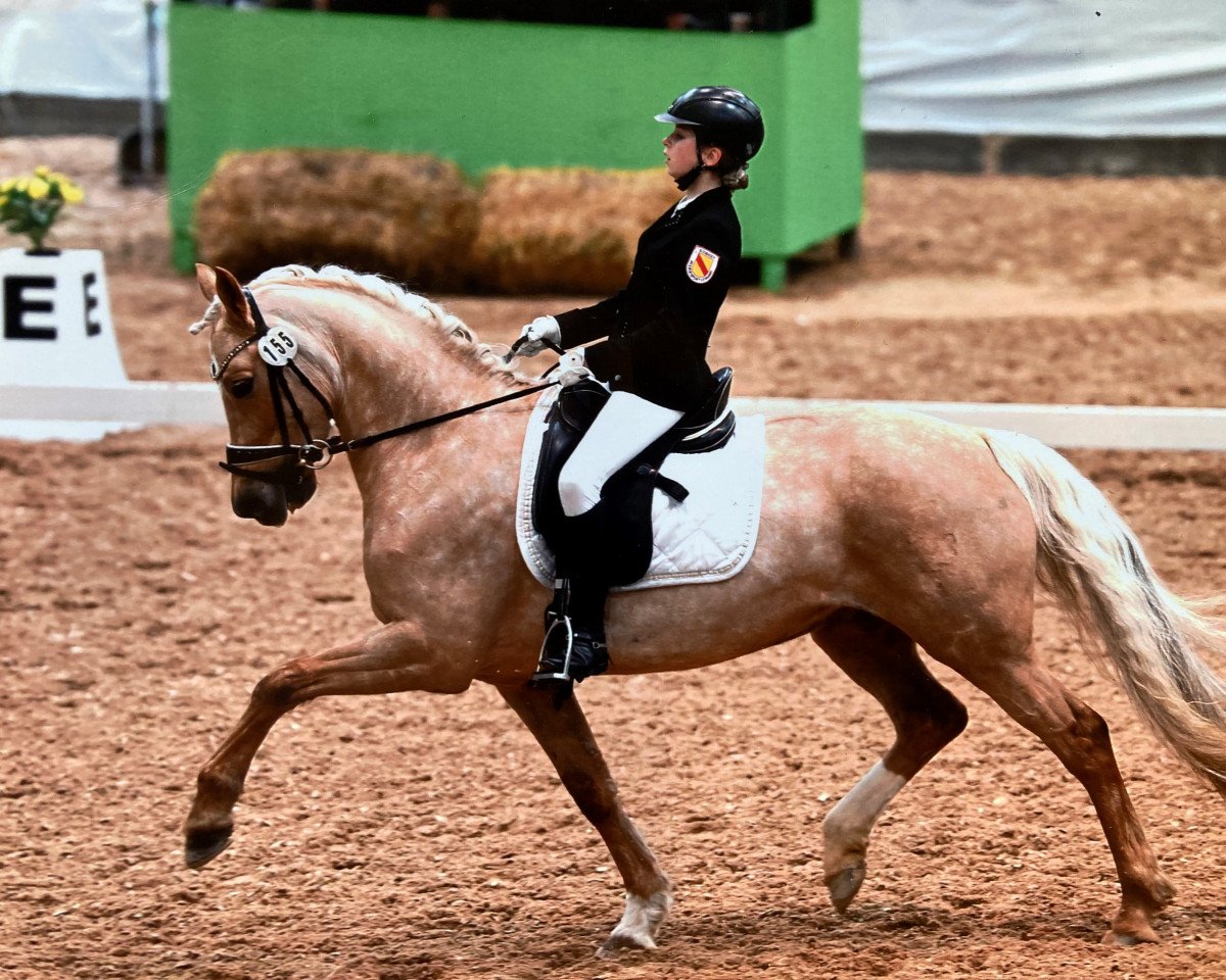 Dressurpferd Marie Lou au Lait (Deutsches Reitpony, 2013, von Gino Brown N)