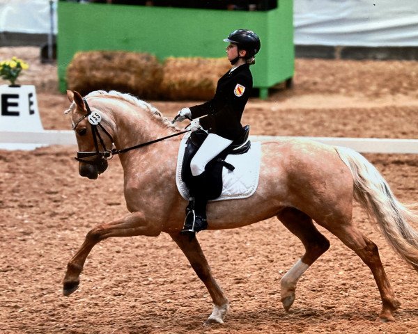 dressage horse Marie Lou au Lait (German Riding Pony, 2013, from Gino Brown N)