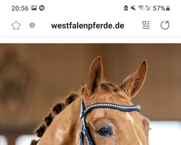 dressage horse Ferentano B (Westphalian, 2019, from Fürst Samarant)