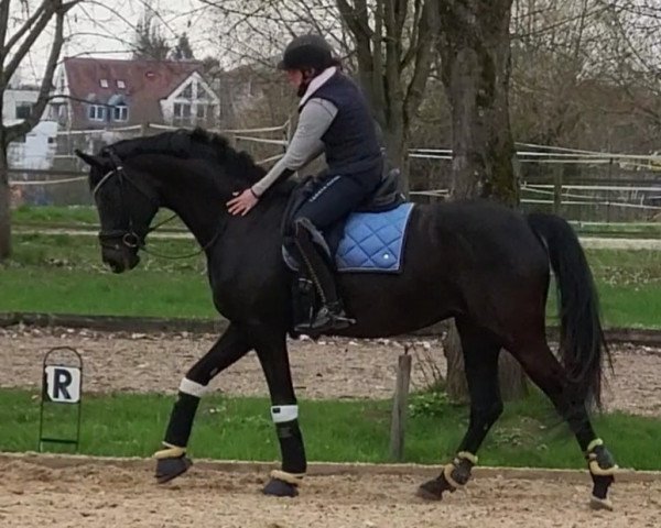 dressage horse Sweetie Belle (Oldenburg, 2018, from Sensation)