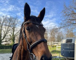 jumper Csoki 3 (Hungarian Warmblood, 2011, from Dalton des Malais)