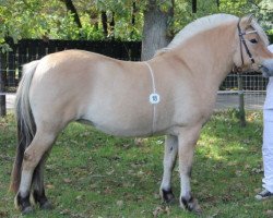 broodmare Hennie (Fjord Horse, 2011, from Timor)