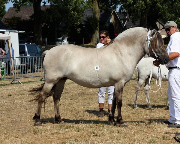 Zuchtstute Preben van de Fjordenfarm (Fjordpferd, 2014, von Lyckängs Tempo)