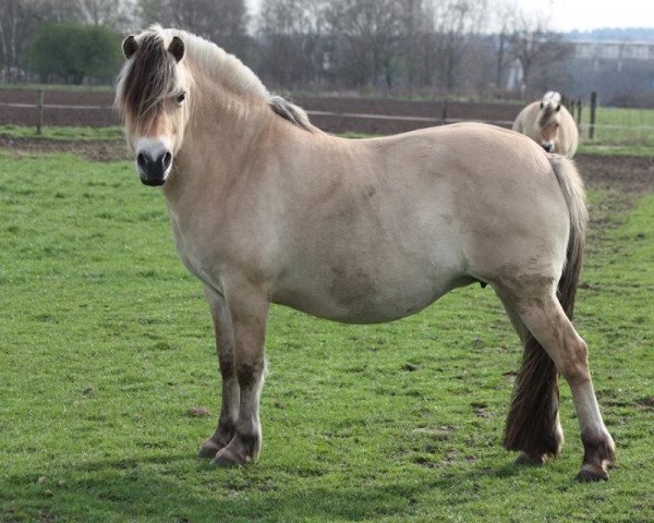 Zuchtstute Hannekje (Fjordpferd, 2011, von Anton I-83)