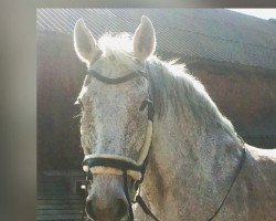 broodmare Cecilly (Holsteiner, 2004, from Cassini II)