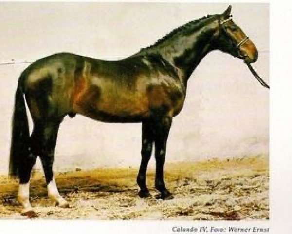 stallion Calando IV (Holsteiner, 1984, from Cor de la Bryère)