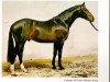 stallion Calando IV (Holsteiner, 1984, from Cor de la Bryère)