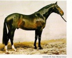 stallion Calando IV (Holsteiner, 1984, from Cor de la Bryère)