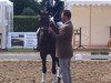 dressage horse Conen`s Chilly (Westphalian, 2012, from Conen)