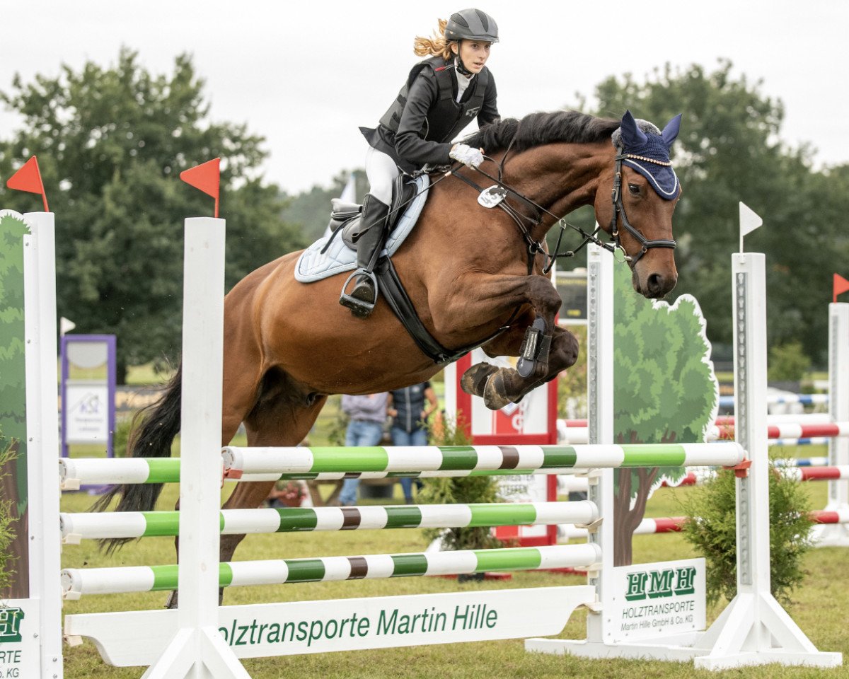 jumper Tip-Top 7 (German Sport Horse, 2003, from Troupier x)