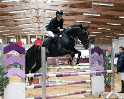 jumper Saphira 298 (German Sport Horse, 2015, from Scuderia)