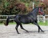 dressage horse Fürstin (Mecklenburg, 2019, from Fürst Wilhelm)