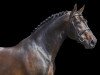 stallion Douglas (KWPN (Royal Dutch Sporthorse), 1998, from Darco)