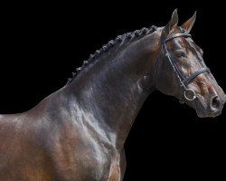 stallion Douglas (KWPN (Royal Dutch Sporthorse), 1998, from Darco)