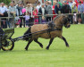 Deckhengst Esteban van de Zandkamp (Shetland Pony,  , von Pybe van Stal de Toekomst)