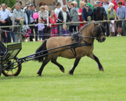 stallion Esteban van de Zandkamp (Shetland Pony,  , from Pybe van Stal de Toekomst)