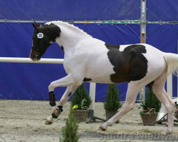 Springpferd Zepp (KWPN (Niederländisches Warmblut), 2020, von Zapatero VDL)