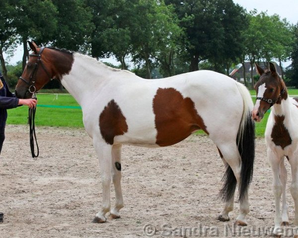 broodmare G-Star (KWPN (Royal Dutch Sporthorse), 2011, from Brainpower)