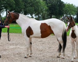 Zuchtstute G-Star (KWPN (Niederländisches Warmblut), 2011, von Brainpower)