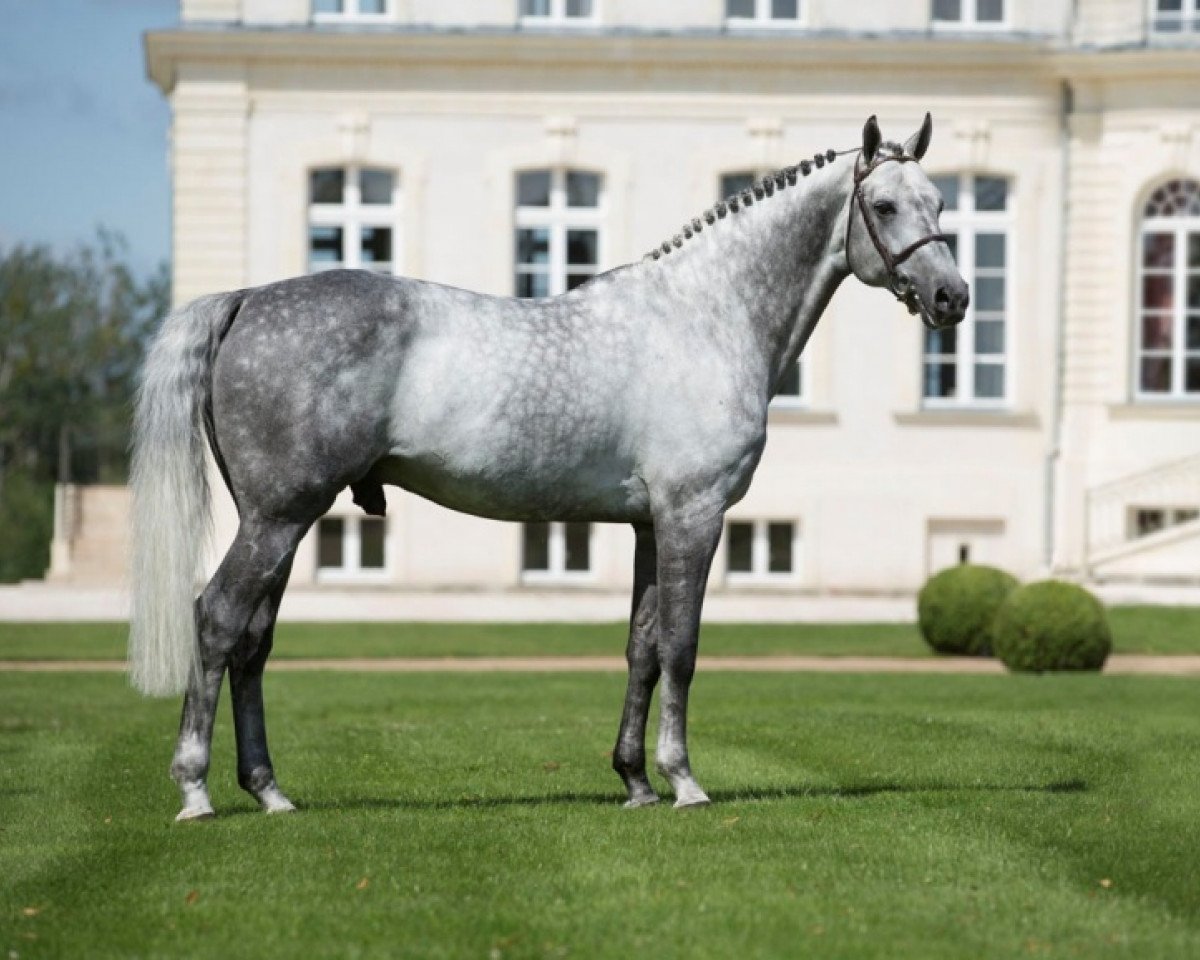 stallion Levistan (Hanoverian, 2004, from Levisto Z)