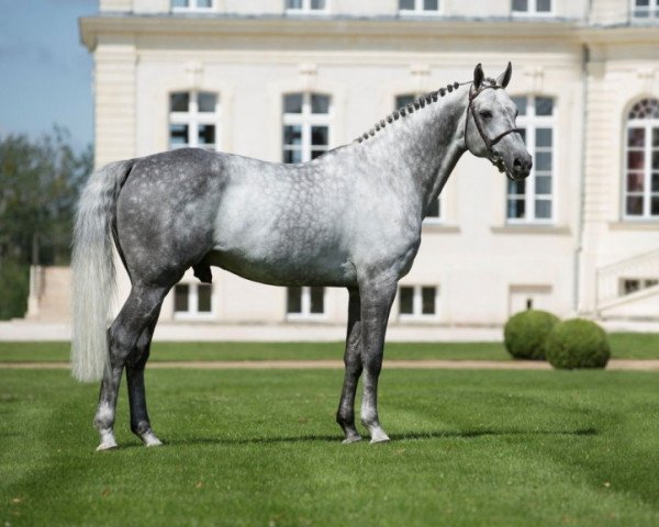 stallion Levistan (Hanoverian, 2004, from Levisto Z)