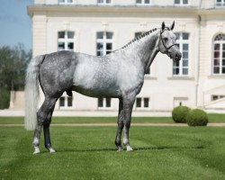 stallion Levistan (Hanoverian, 2004, from Levisto Z)